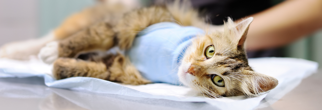cat surgery