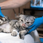 cat hospital