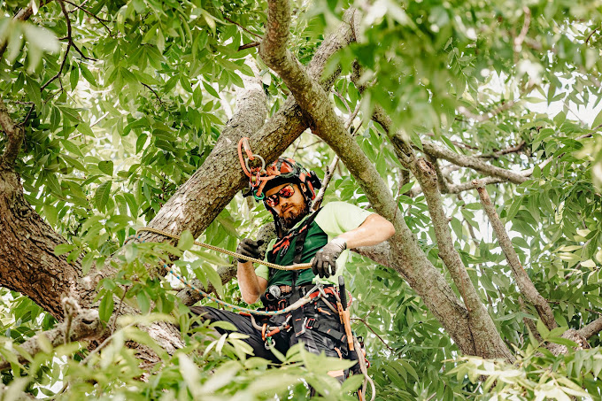 tree service in Austin
