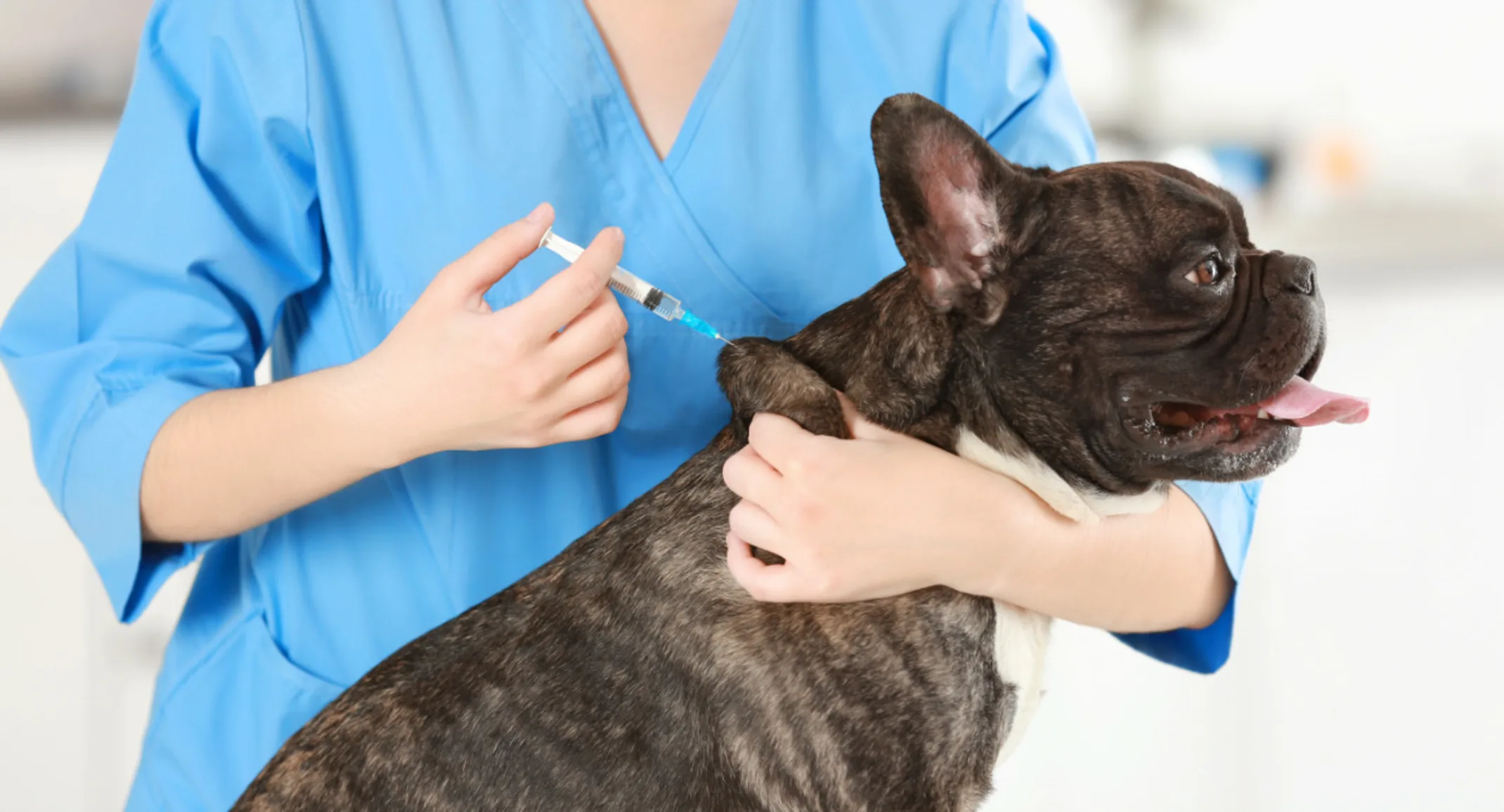 Encino Dog Vaccinations 
