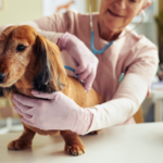dog vaccine hospital in encino