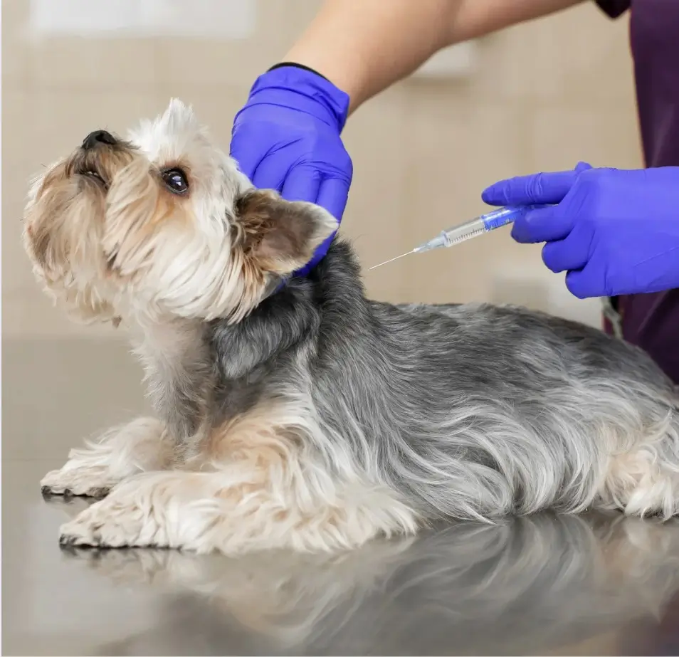 Dog vaccine center in Encino